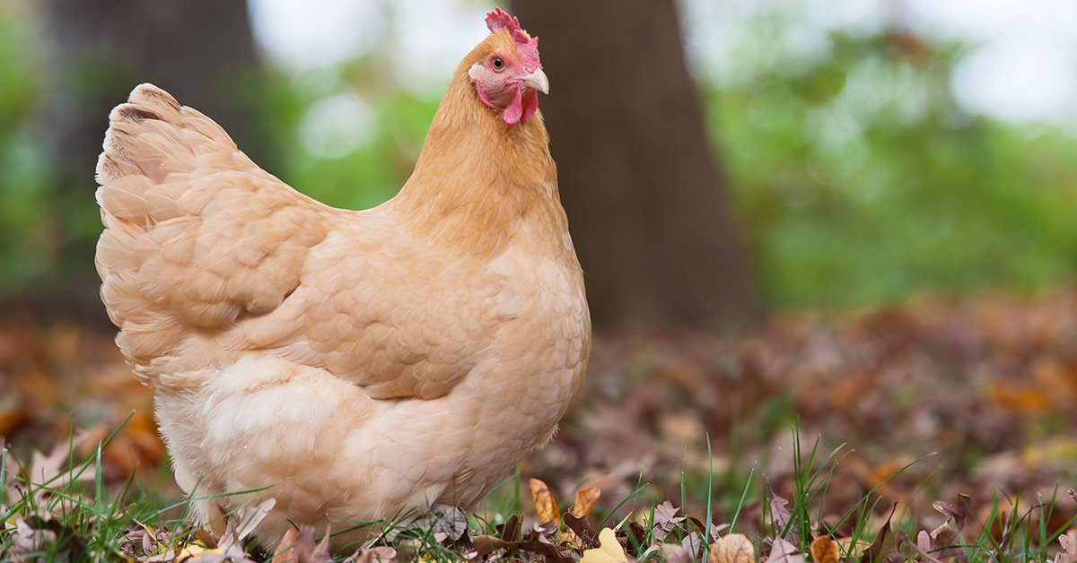What is the #1 Priority of Chicken Farmers?
