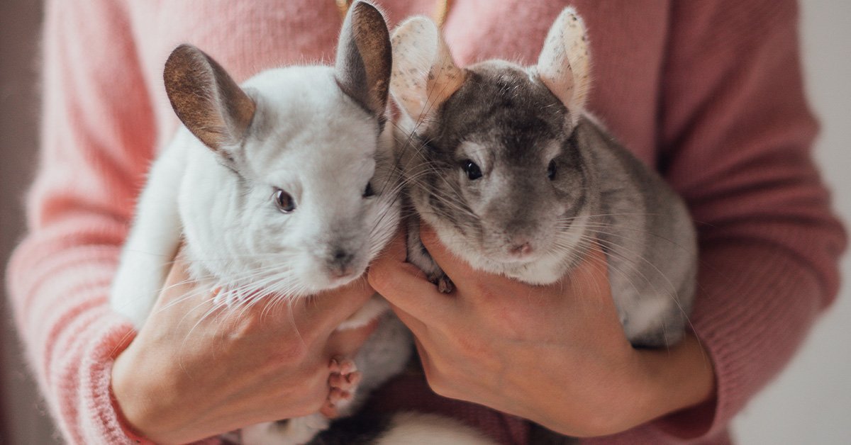 Two chinchillas clearance