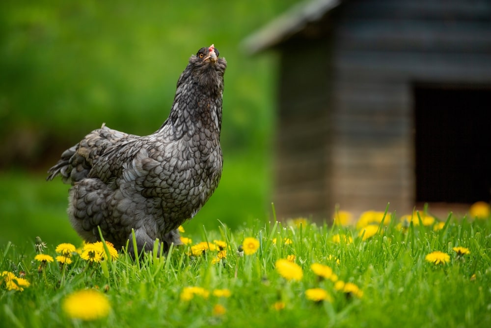 Araucana hen in grass field