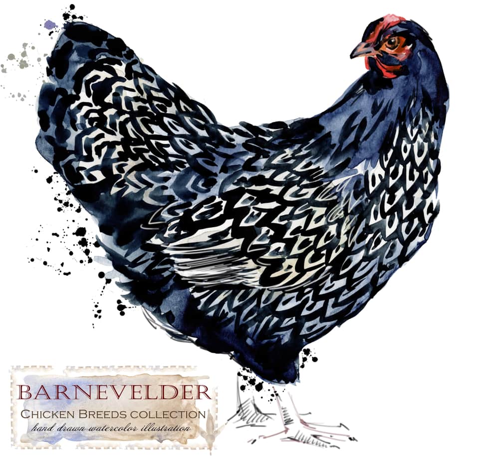 Barnevelder Chickens: A Beginner's Care Guide