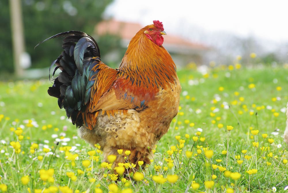 Brahma Chicken in a field