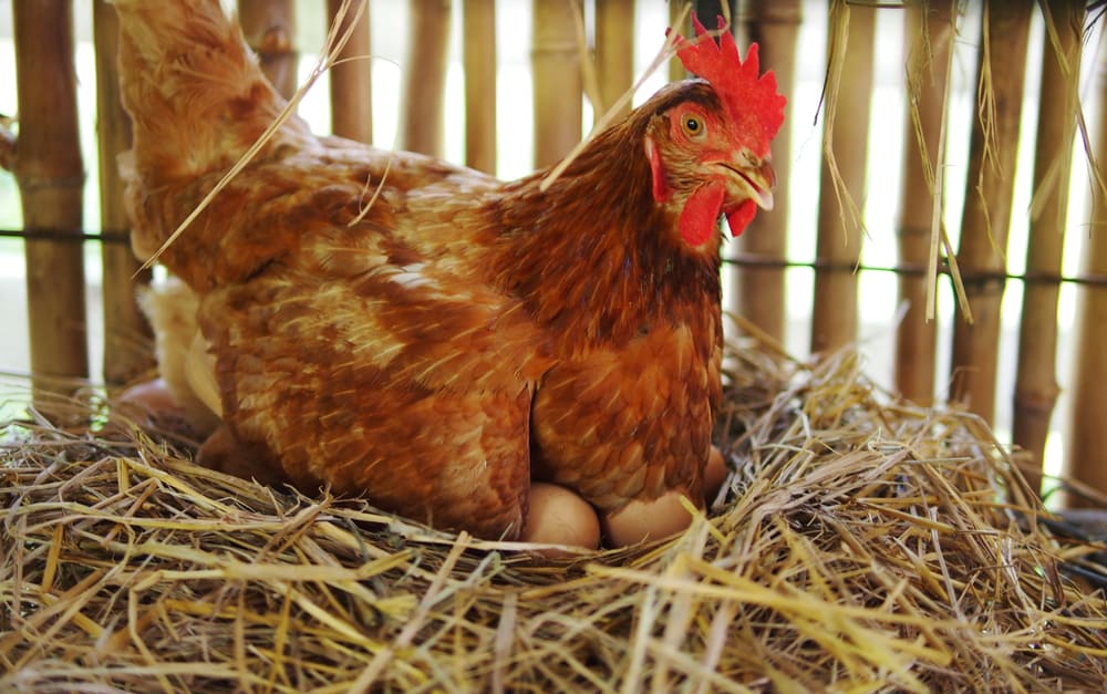 Egg Laying Chicken Breeds: 10 of the Best Egg Laying Hens