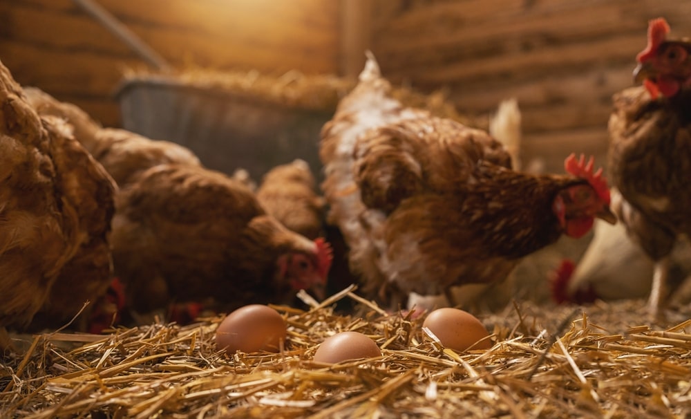 Chicken Bedding 101: Exploring Your Options