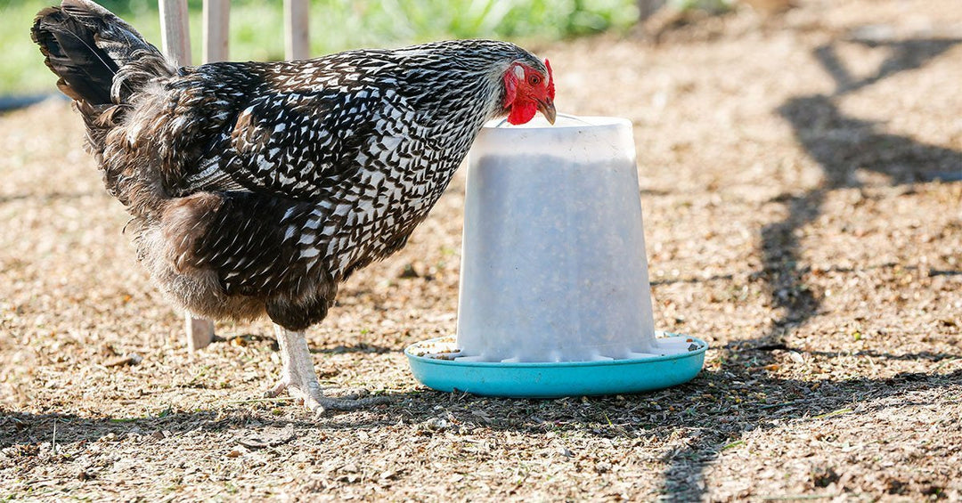 What to Feed Chickens: A Chicken Feed Nutrition Guide