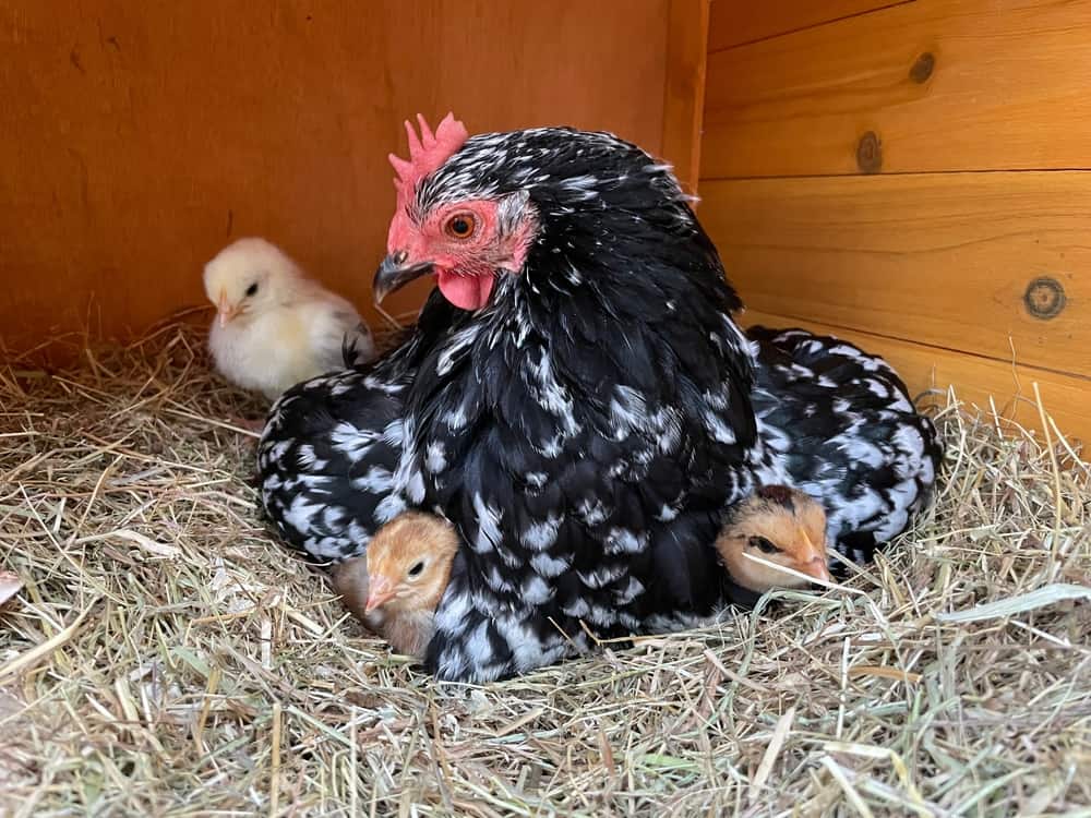 Pekin Bantam Chicken mom and babies