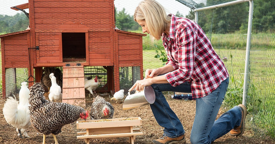 3 Frequently Asked Questions & Answers About Backyard Chickens