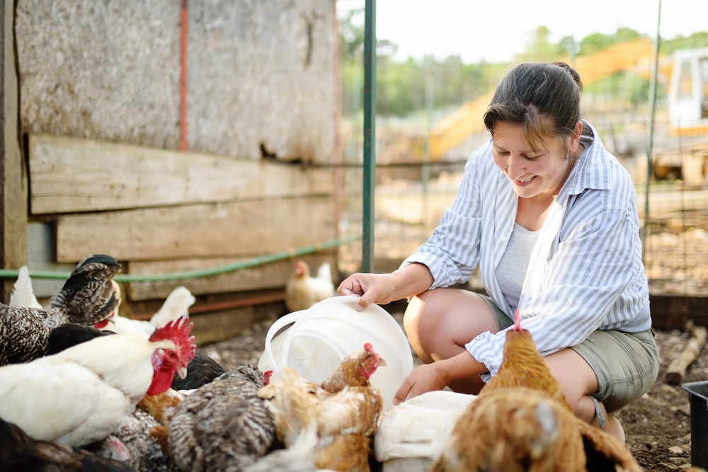 female farmer feeding chickens