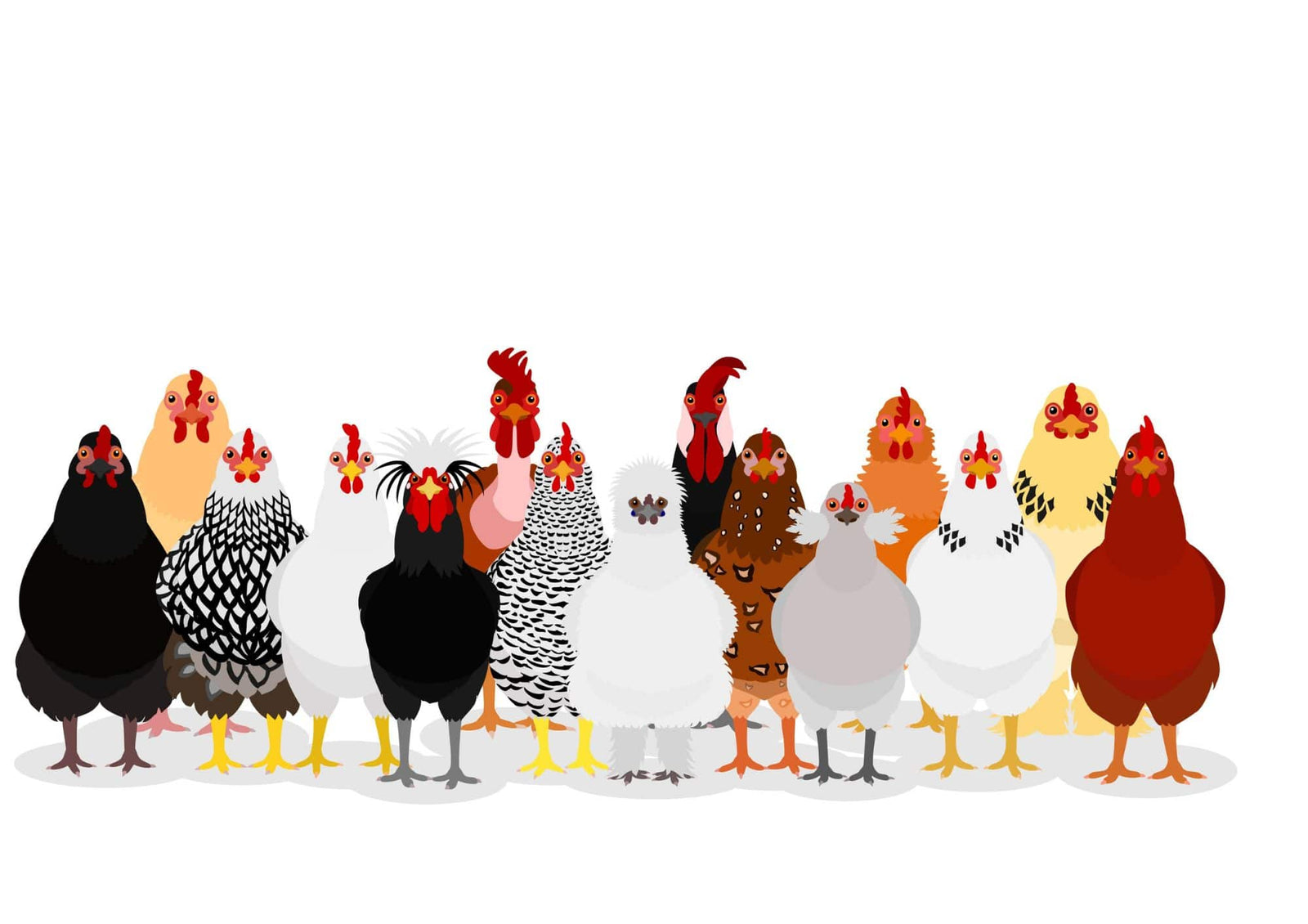 different chicken breeds