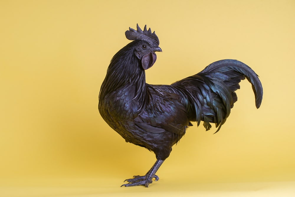 Ayam Cemani Chickens: Your Go-To Care Guide