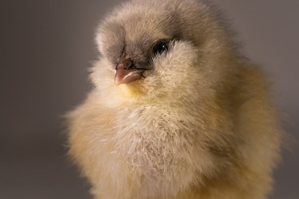 cute baby ameraucana chicken