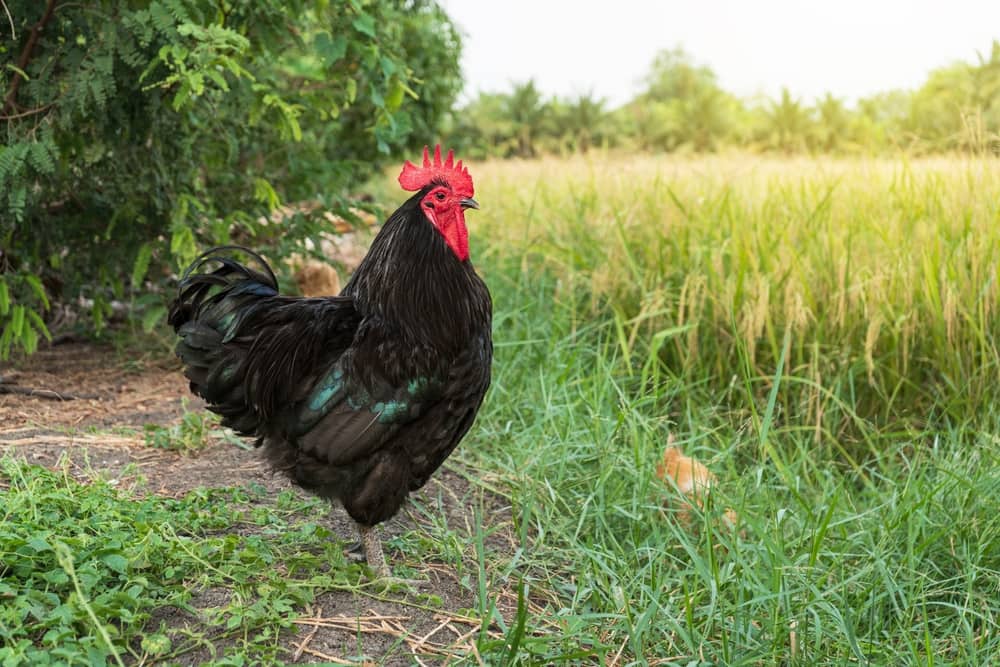 chicken in a green field