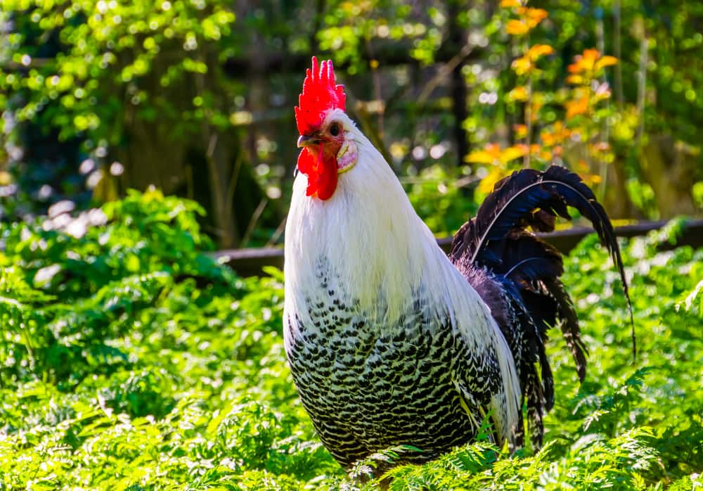 Black and White Brakel Chicken