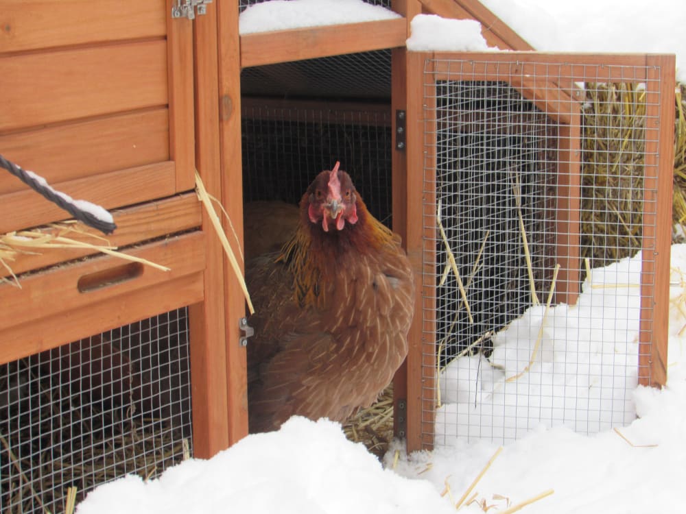 How to Winterize a Chicken Coop