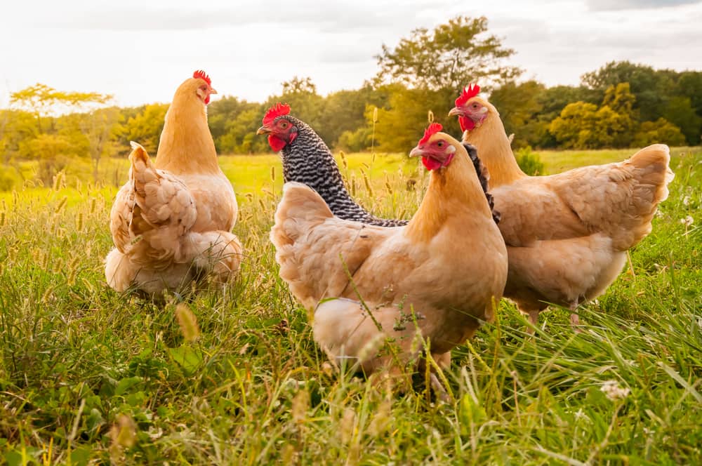 Chicken Lifespan: How Long Do Chickens Live?