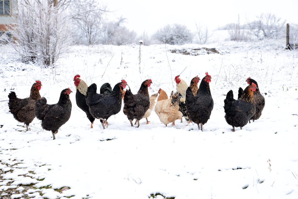 What to Feed Chickens in Winter: Key Considerations for Your Flock