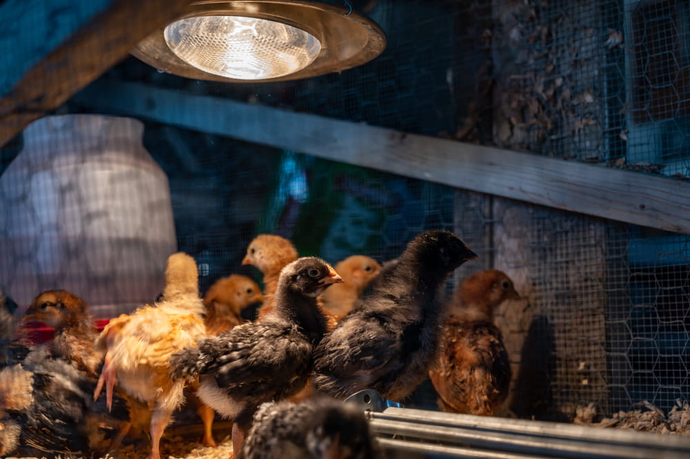 many chicks in a chicken brooder with heat lamp