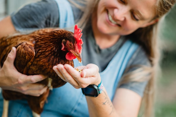 Body Temperature of Chickens: How Do They Regulate?