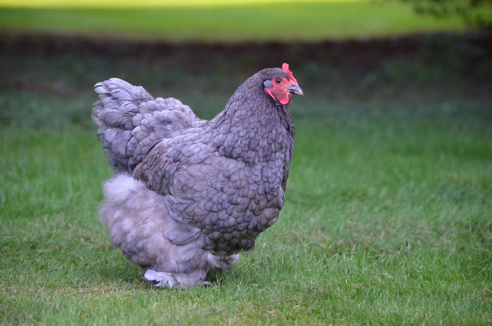 Cochin Chickens: A Beginner's Care Guide