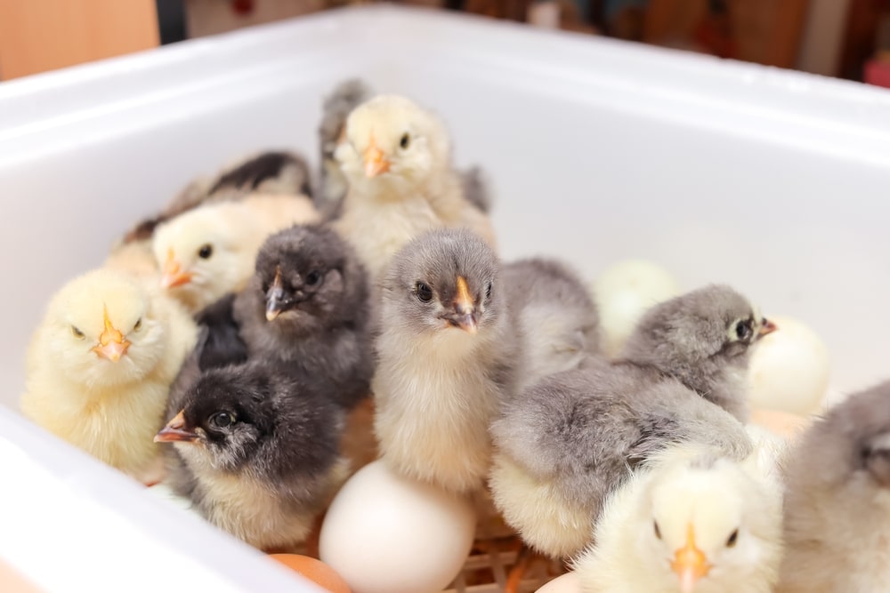 multiple baby chickens in an incubator