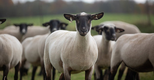 shorn black faced sheep in pasture