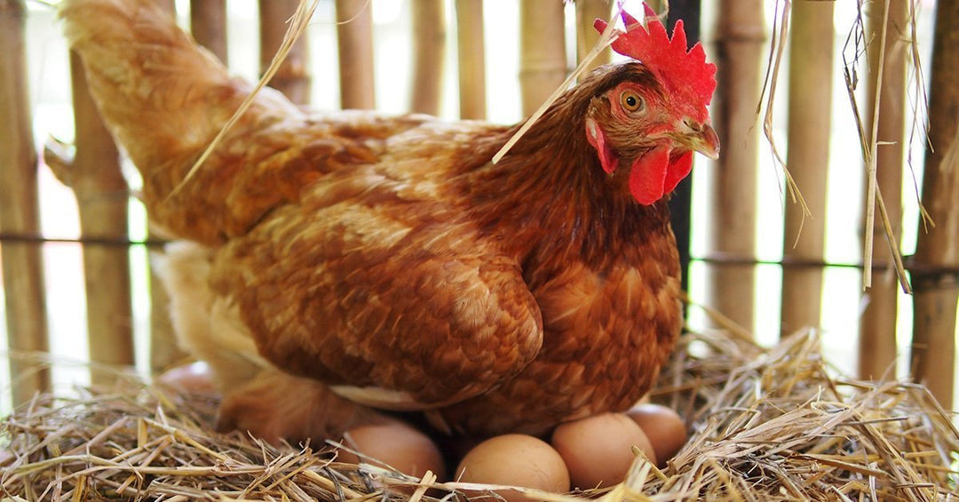 Chicken Egg Production 101: How Many Eggs Does a Chicken Lay a Day?