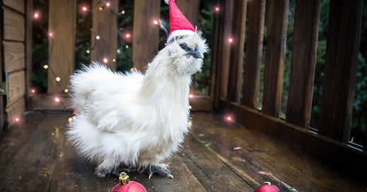 Winter Treats for Chickens: 5 Fun Ideas and Recommendations