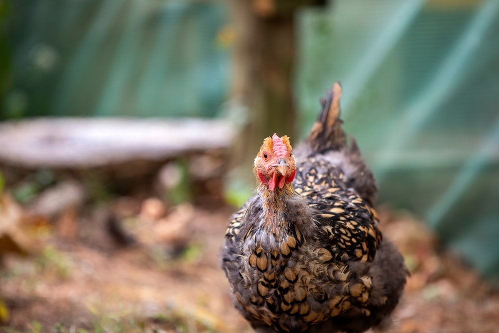 backyard chicken free ranging