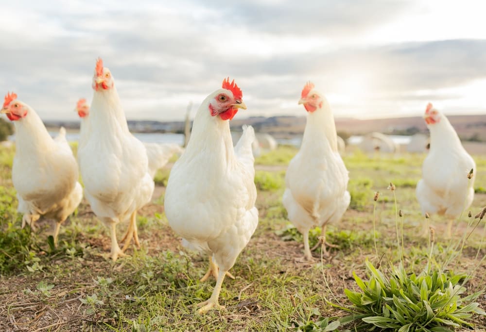 Heat Stress in Chickens: Signs, Treatments, & Prevention Methods