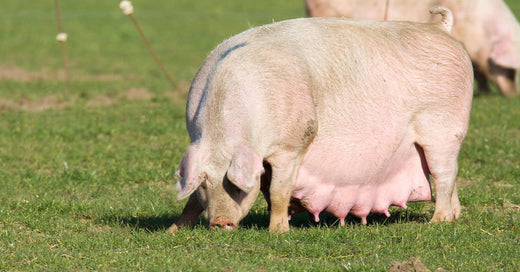 Caring for a Pregnant Pig