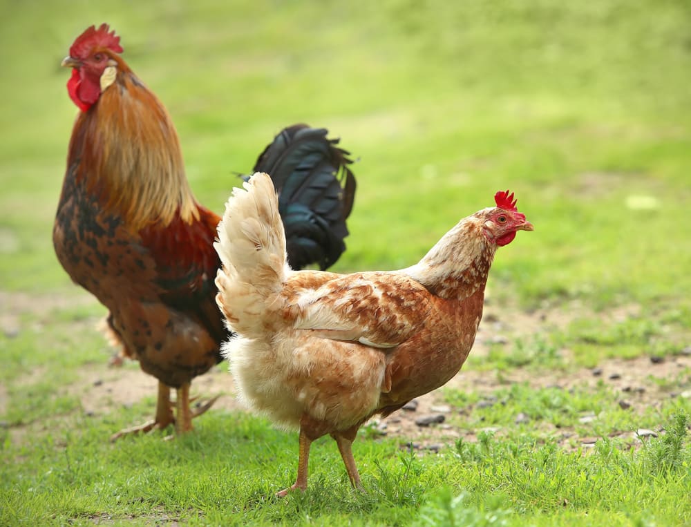 Rooster and chicken in a field