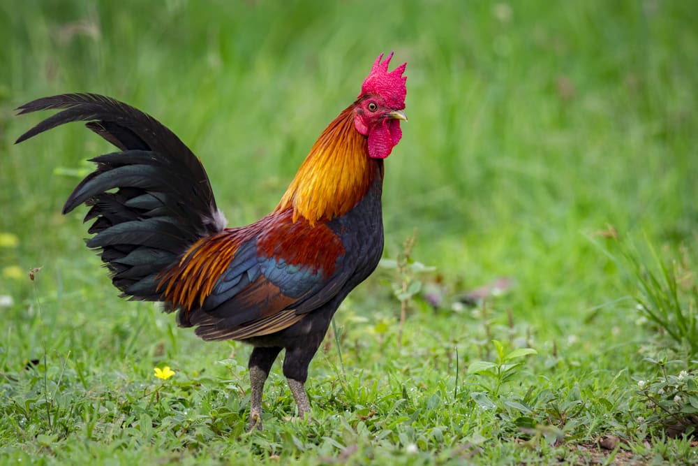 Rooster standing in grass