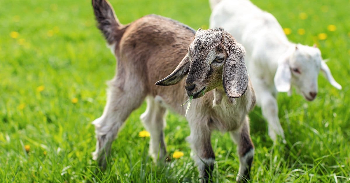 Your #1 Guide to the Best Goat Feed and Goat Grain