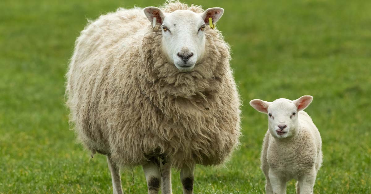 The Ultimate Guide for Feeding & Managing Your Spring Lamb