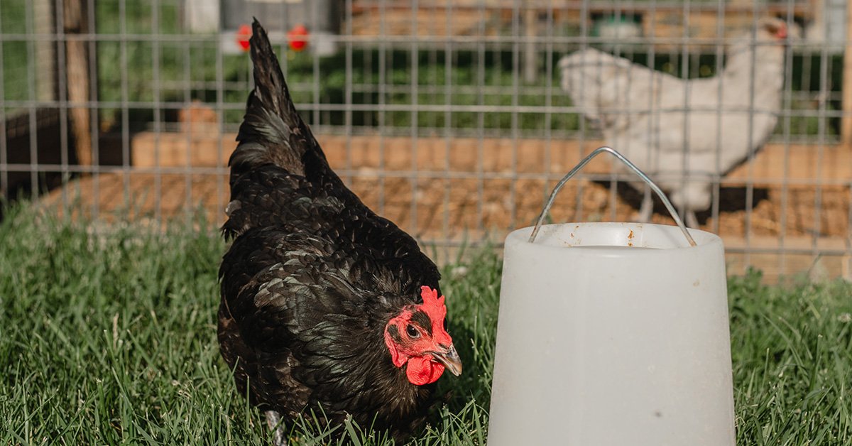 Whole Birds (12 meals/box) -Pasture Raised Organic Chicken