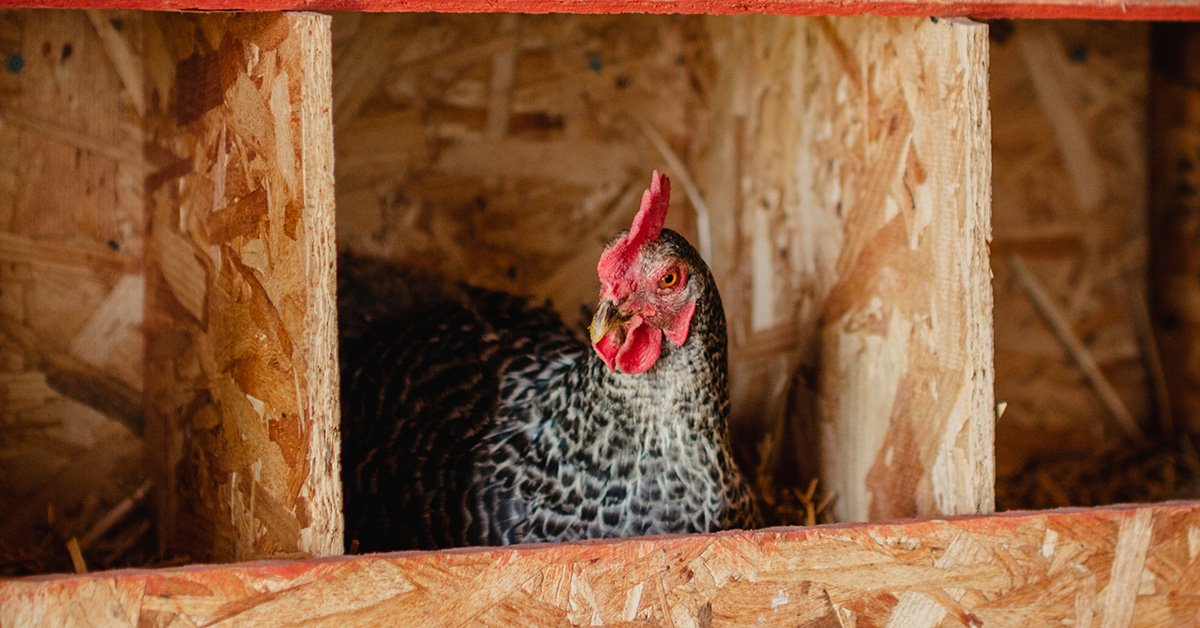 Chickens in the Winter Ultimate Guide, Warming, Eggs+